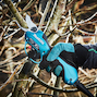 makita_dup362z